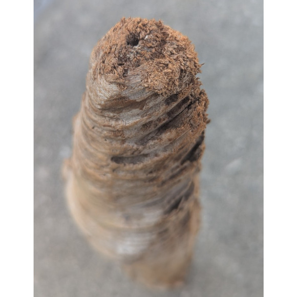 Hand Carved Wood Spirit Sculpture Man Folk Art Branch 13.5" - Picture 9 of 10